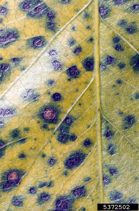 This disease usually appears late in the growing season but can occasionally develop in. Fabraea Leaf Spot | New England Tree Fruit Management Guide