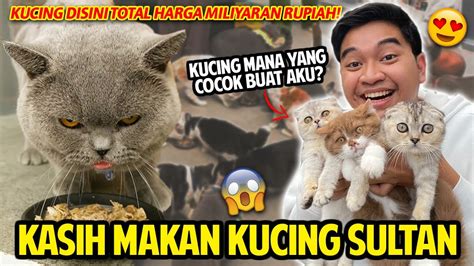 Gemes Banget Kucing Sultan Mana Yang Cocok Buat Aku Kasih Makan