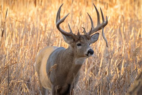 Video Watch The Moment A Drop Tine Buck Deer Shakes His Antler Off
