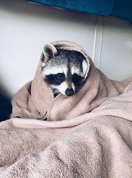 14 Funny Raccoon Pictures That Will Make You Smile Petpress
