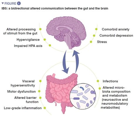Microbiota Gut Brain Axis In Irritable Bowel Syndrome Content For