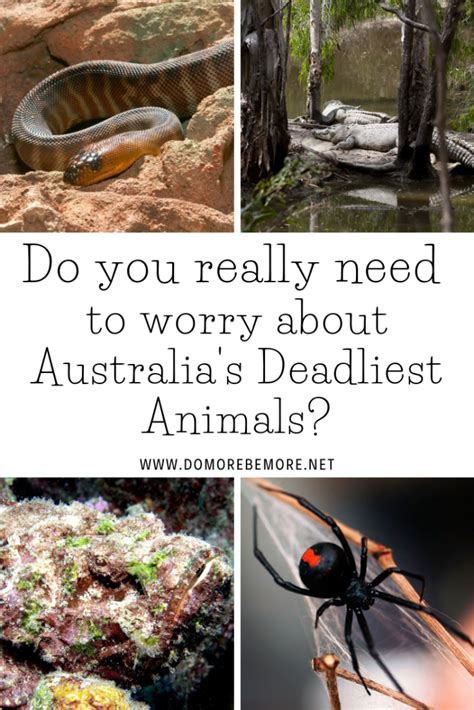 Do You Really Need To Worry About Australias Deadliest Animals Do