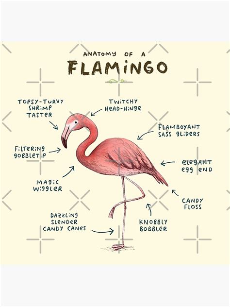 Anatomy Of A Flamingo Poster By Sophiecorrigan Redbubble