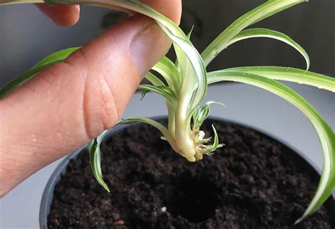 Fill the container with just enough water to cover the root area of the baby spider plants. How to Propagate Spider Plant Babies - Fantastic Services Blog