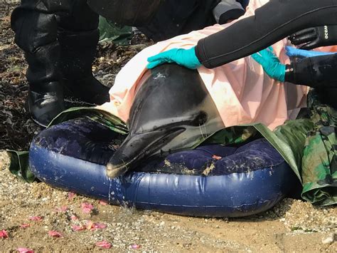 This Is The Incredible Moment A Stranded Dolphin Was Rescued And