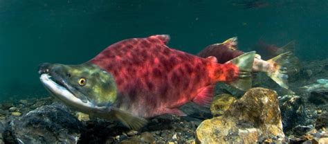 The Sockeye Salmon Critter Science