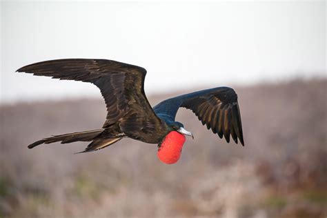 Magnificent Frigatebird Audubon Field Guide