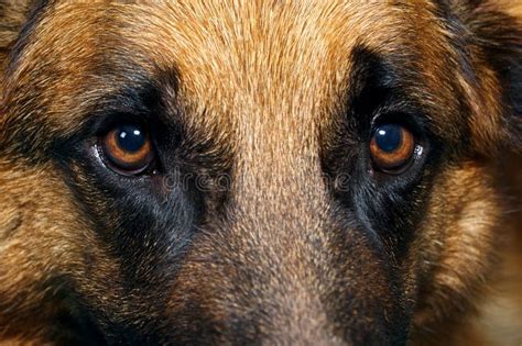 Close Up Of German Shepherd Dog Eyes Stock Image Image Of Eyes