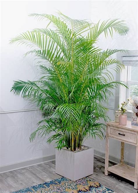 Areca Palm For Sale Online Full Sized High Quality Plant Shipped To You