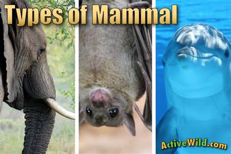 Different Types Of Mammals