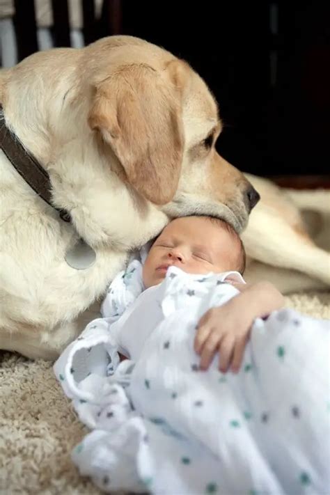 45 Cute Pictures Of Babies And Dogs