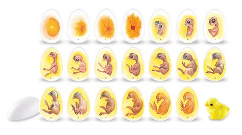 Chicken eggs vary in colour depending on the breed, and sometimes, the hen, typically ranging from bright white to fertile chicken eggs hatch at the end of the incubation period, about 21 days.35 development of the (video) earliest gestation stages and blood circulation of a chicken embryo. Mrs. Allison's Class: Chicken Embryos