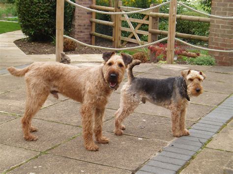 Ultach and Dylan Irish terrier and Welsh terrier | Irish terrier, Welsh terrier, Terrier