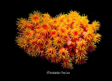 Orange Cup Coral Tubastrae Faulkneri