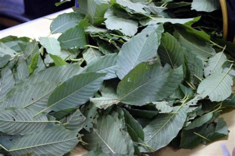 Silakan cek kadar gulanya esok hari, dijamin langsung turun kadar gulanya. Perubatan Daun Ketum - Contoh 317
