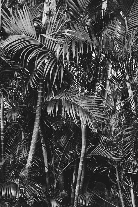 Hawaiian Palm Trees Hawaiian Palm Trees Ariane Moshayedi Fine Art
