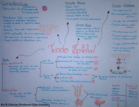 Mapa Mental Tecido Epitelial E Embrio Da 4a A 8a Semana Otosection