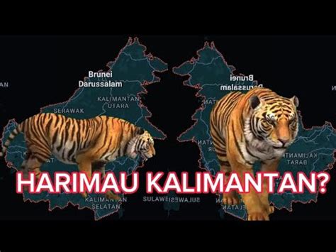 Harimau Kalimantan YouTube