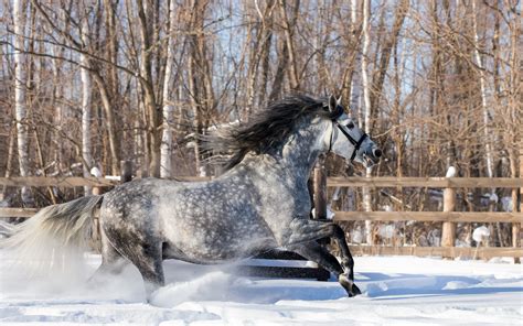 Horse In Snow Wallpaper Desktop Wallpapersafari