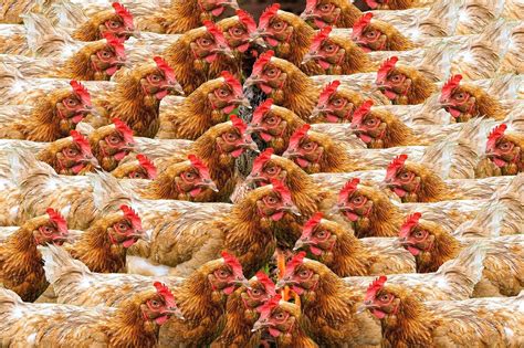 The poultry industry is an important source to supply meat protein to malaysian. Jetzt ONLINE unterschreiben!!! Bitte helft mit, Tierleid ...