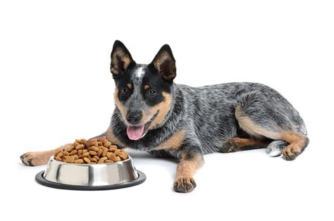 Top 5 Best Dog Foods For Blue Heeler In 2019 Dogstruggles