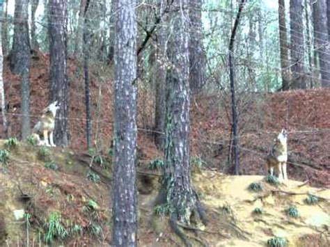 AWESOME Red Wolves Howling - YouTube