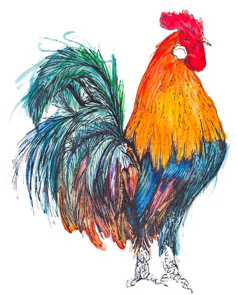 Drawing Of The Week Rooster Ellas Place