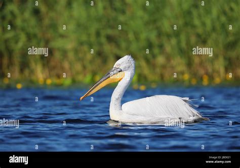 Dalmatian Pelican Pelecanus Crispus In The Danube River Delta In