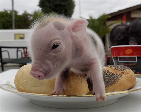 Miniature Pig Photos Most Delightful Baby Animals Baby Pigs