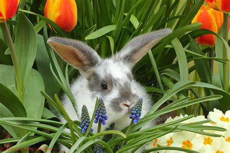 Young Rabbit Among Spring Flowers Photo Wp41620
