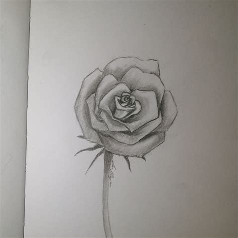 Drawing A Rose