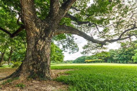 Big Tree In Beautiful Park Scene High Quality Nature Stock Photos