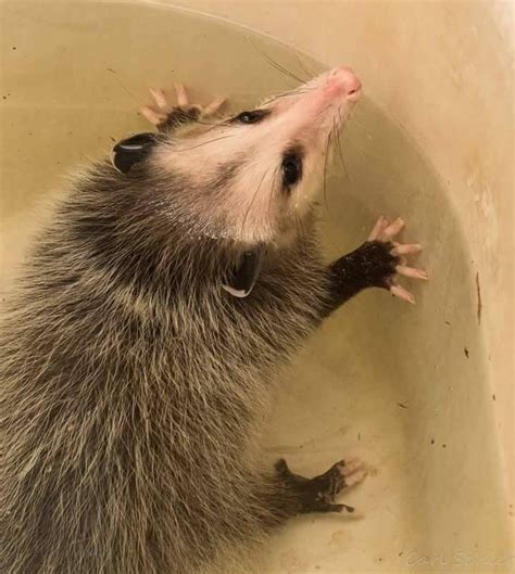 Possum Every Hour On Twitter Animals And Pets Baby Animals