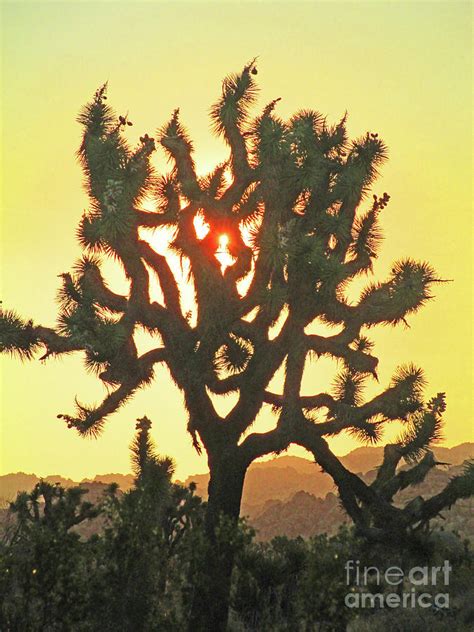Joshua Tree Sunrise 4 Photograph By Randall Weidner Fine Art America