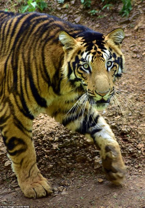 Ultra Rare Black Tigers Are Captured On Camera In India Daily Mail Online