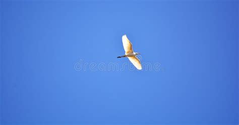 White Birds Flying Over Water Stock Photo Image Of Necks Reflected