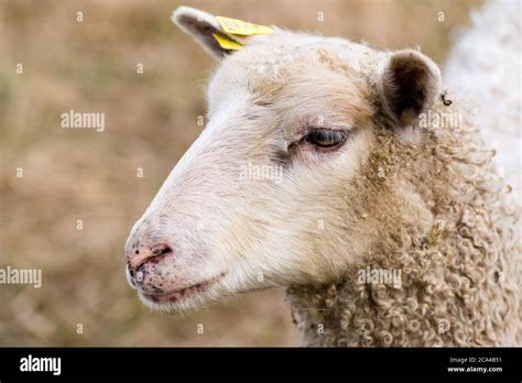 Domestic Sheep Ovis Aries Are Quadrupedal Ruminant Mammals Typically