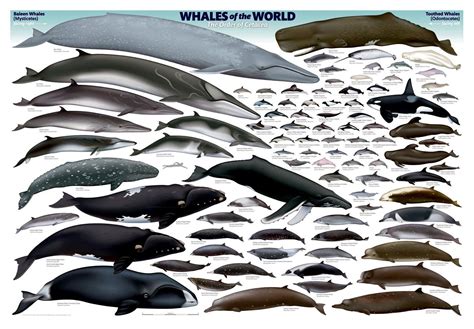 Size comparison of an average human (diver) and a humpback whale (megaptera novaeangliae). World of Whales - "OCEAN TREASURES" Memorial Library