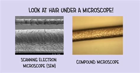 What Does Hair Look Like Under A Microscope Best Hairstyles Ideas For