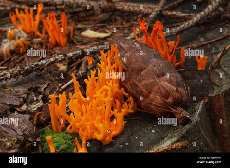 Fire Coral Fungus Hi Res Stock Photography And Images Alamy