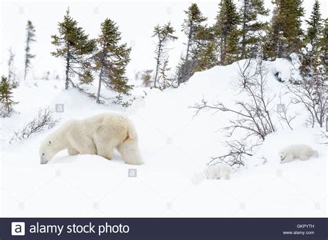 Polar Bear Mother Ursus Maritimus Walking On Tundra With Two New Born