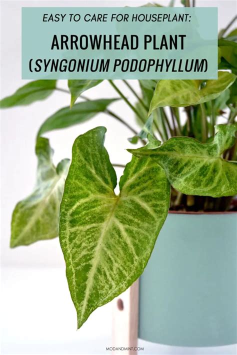 Arrowhead Plant Care Indoor Syngonium Plants