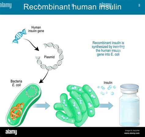 Tecnología de ADN recombinante La insulina humana recombinante se sintetiza en el laboratorio