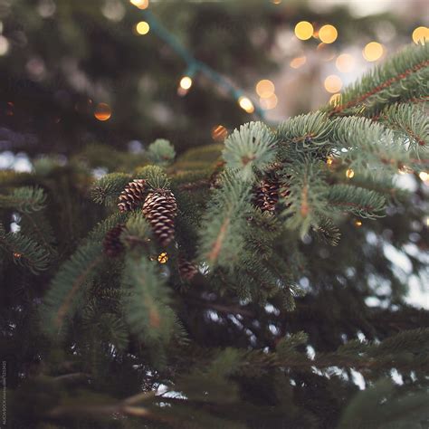Close Up Of A Pine Tree With Christmas Lights And Pine Cones By