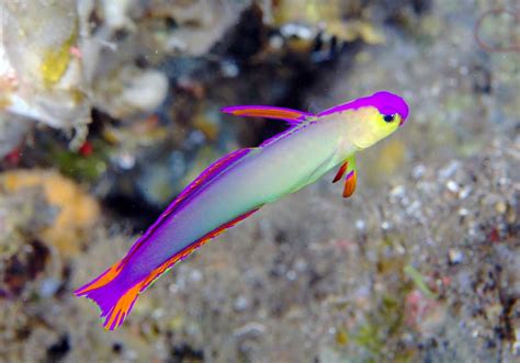 Goby Purple Firefish Nemateleotris Decora Myaquarium