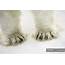 Polar Bear Feet — Daytime Fauna  Stock Photo 163694498