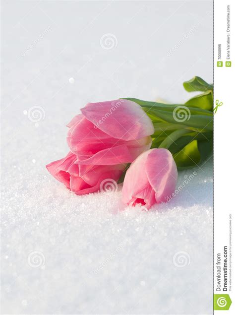 Spring Card With Tulips In The Snow Stock Photo Image Of Botanical