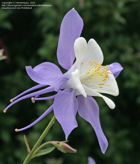 Maybe you would like to learn more about one of these? PlantFiles Pictures: Aquilegia Species, Colorado Blue ...