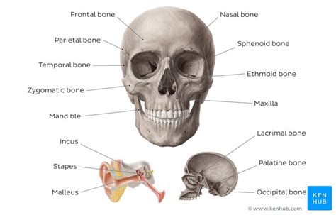 Learn Skull Anatomy With Skull Bone Quizzes And Diagrams Kenhub