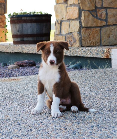 47 Border Collie Breeders In Mn Picture Bleumoonproductions